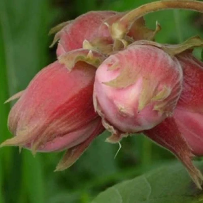 Фундук АКАДЕМИК ЯБЛОКОВ в Владикавказе