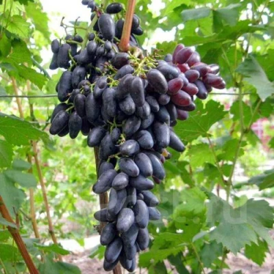 виноград Академик Авидзба