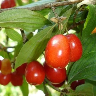 Кизил КОРАЛЛОВЫЙ МАРКА в Владикавказе