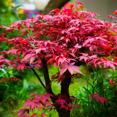 Клен дланевидный АТРОПУРПУРЕУМ в Владикавказе