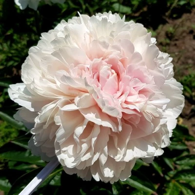 Пион КЛАСС АКТ травянистый в Владикавказе