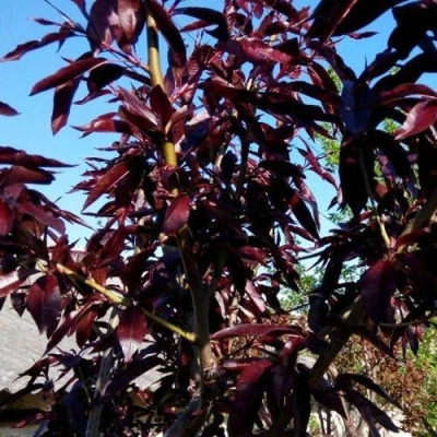 Персик БУРГУНДИ краснолистный в Владикавказе