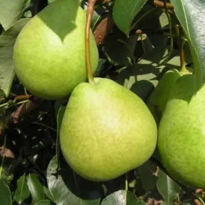 Груша ЛАГОДНАЯ в Владикавказе