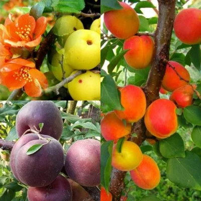 Комплект САД ДЛЯ ГУРМАНА в Владикавказе