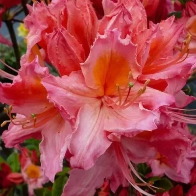 Азалия ПИНК ДЕЛАЙТ листопадная	 в Владикавказе