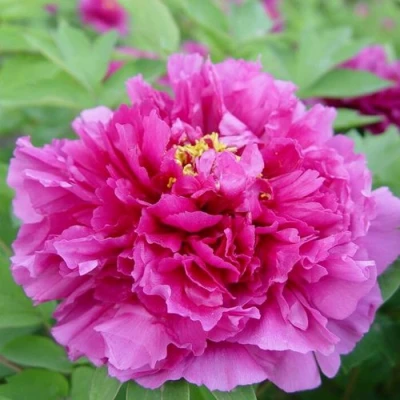 Пион ЛИЛОВАЯ ФАНТАЗИЯ древовидный в Владикавказе