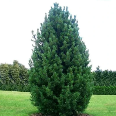 Сосна кедровая  в Владикавказе