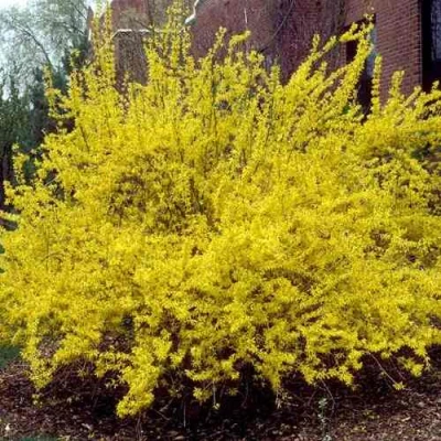 Форзиция ТАРАНДТ промежуточная в Владикавказе