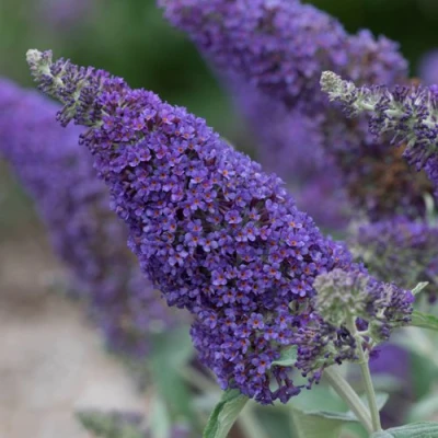 Буддлея НАНО ПЕРПЛ  в Владикавказе