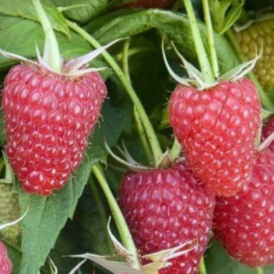 малина Евразия