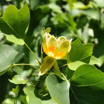 ЛИРИОДЕНДРОН тюльпанный в Владикавказе