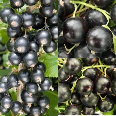 Комплект ЧЕРНАЯ СИЛА в Владикавказе