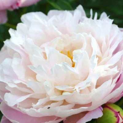 Пион ЛЕДИ АЛЕКСАНДРА ДАФФ травянистый в Владикавказе