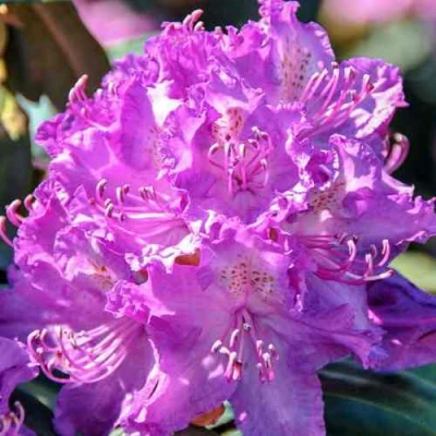 Рододендрон АЛЬФРЕД в Владикавказе