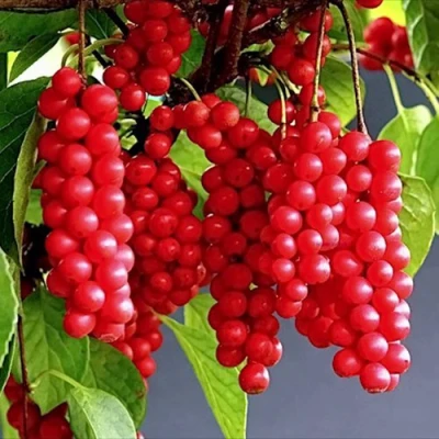 Лимонник САДОВЫЙ 1 китайский  в Владикавказе