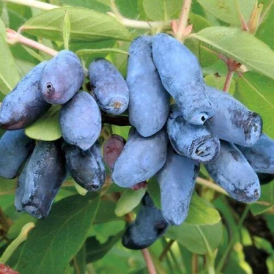 саженцы жимолости Павловской