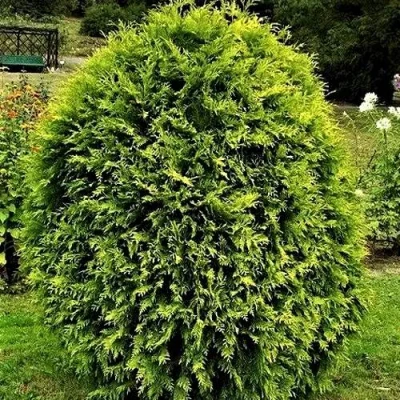 Туя ТИП ТОП западная в Владикавказе