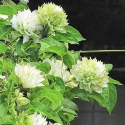 Клематис КОХАНА в Владикавказе