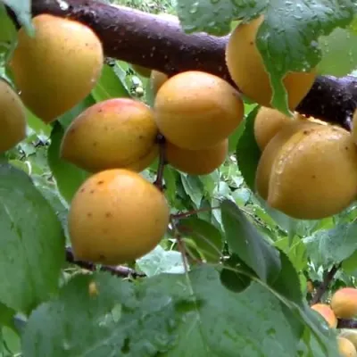 Абрикос МАНИТОБА в Владикавказе