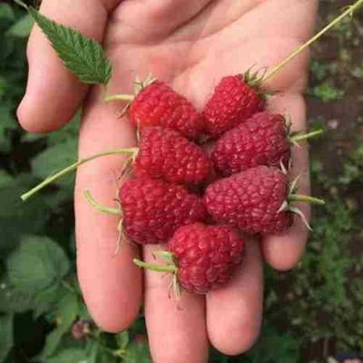 Малина ЕВРАЗИЯ в Владикавказе