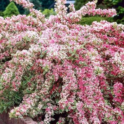 Вейгела САННИ ПРИНЦЕСС в Владикавказе