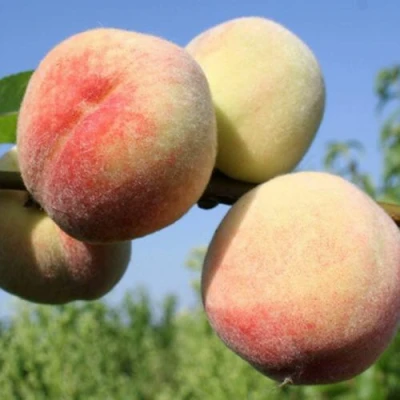 Персик ДОНЕЦКИЙ БЕЛЫЙ в Владикавказе