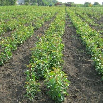 Подвой груши ДИКАЯ ГРУША в Владикавказе