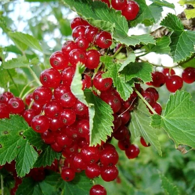 Смородина красная ГОЛЛАНДСКАЯ КРАСНАЯ в Владикавказе