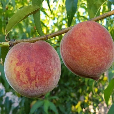 Персик КОНДОР в Владикавказе