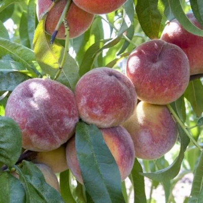 Персик ЗАРМЕНЮ в Владикавказе