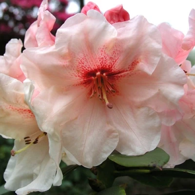 Рододендрон ХАНЯ	 в Владикавказе