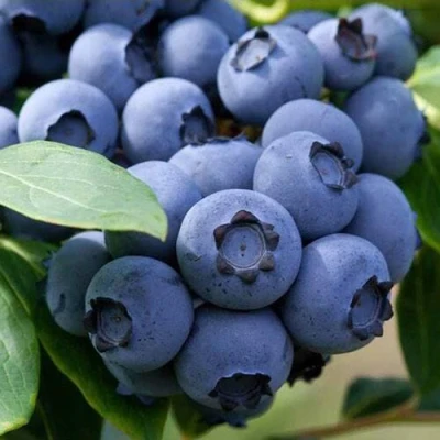 Голубика СПАРТАН в Владикавказе