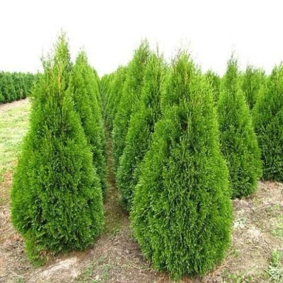 Туя СМАРАГД западная в Владикавказе