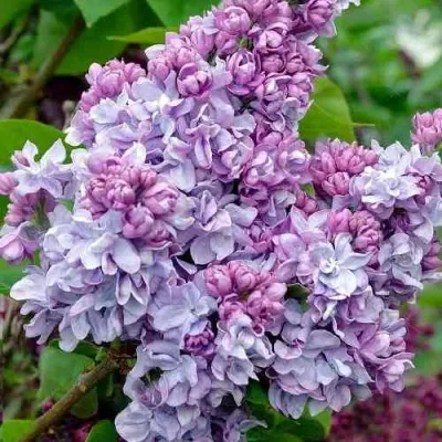 Сирень КАТЕРИНА ХАВЕМЕЙЕР в Владикавказе