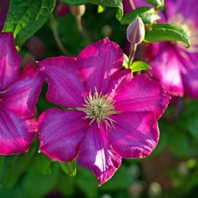 Клематис КАРМЕНСИТА в Владикавказе