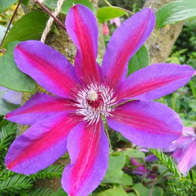 Клематис АКАИШИ в Владикавказе