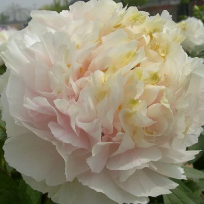 Пион ЗОЛОТОЙ ИЗУМРУД древовидный в Владикавказе