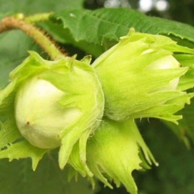 Фундук КАТАЛОНСКИЙ в Владикавказе