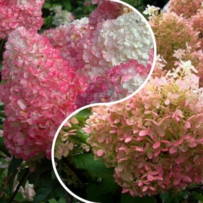 Комплект МАЛИНОВЫЙ ЗАКАТ в Владикавказе