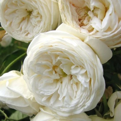 Роза АРТЕМИС шраб в Владикавказе