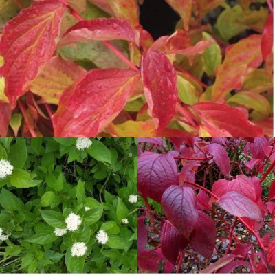 Комплект СЕВЕРНОЕ СИЯНИЕ в Владикавказе