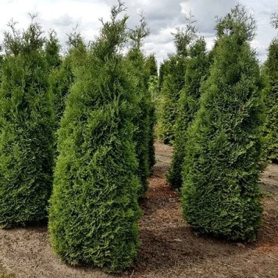 Туя ХОЛМСТРУП западная в Владикавказе