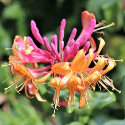 Жимолость ГЕКРОТА в Владикавказе