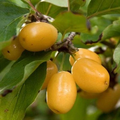 Кизил ЯНТАРНЫЙ в Владикавказе