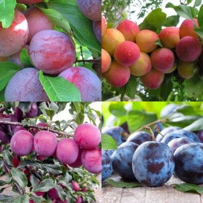 Комплект СЛИВОВЫЙ САД в Владикавказе