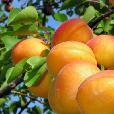 Абрикос ЭДЕЛЬВЕЙС в Владикавказе