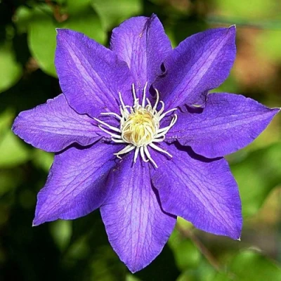 Клематис ЗЕ ПРЕЗИДЕНТ в Владикавказе