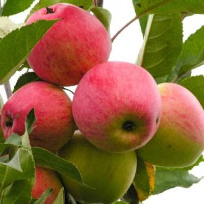 Яблоня МЕЧТА в Владикавказе