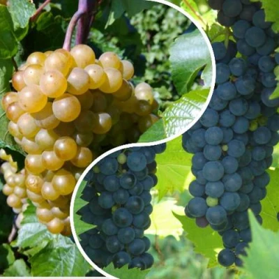 Комплект ИНЬ-ЯНЬ в Владикавказе