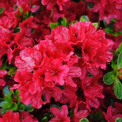 Азалия ХИНО КРИМСОН японская в Владикавказе